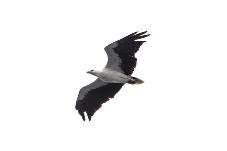 Scientific name :Haliaeetus leucogaster, Family :Accipitridae isolated on white background.の写真素材