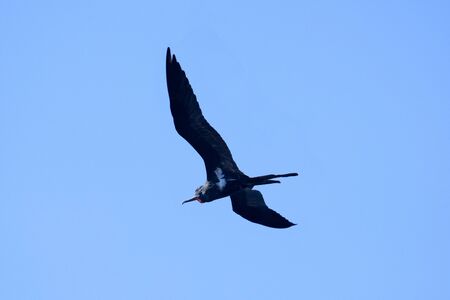 Frigate bird or Fregata andrewsi flying on blue sky.の写真素材