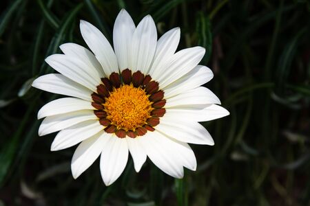 Beautiful white flower in nature.の写真素材