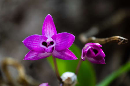 Beautiful purple wild orchid blooming on a soft blurred nature background..の写真素材