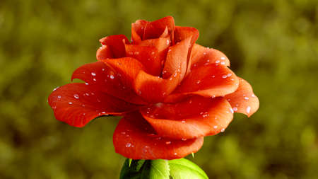 Rose Flower Growth close up 3d renderingの写真素材