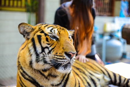 tiger の写真素材
