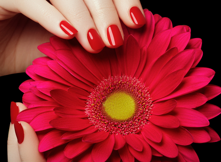 Beauty salon. Delicate hands with manicure holding pink flower close-up. Beautiful manicured nails, great idea for the advertising of cosmetics. Female hands with perfect red manicured nailsの写真素材