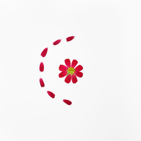 Frame with flowers, branches, leaves and petals