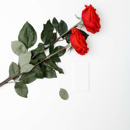 Minimal style. Minimalist fashion photography. Minimalism Stock Photography. Rose flower and white card on white background. Top viewの写真素材