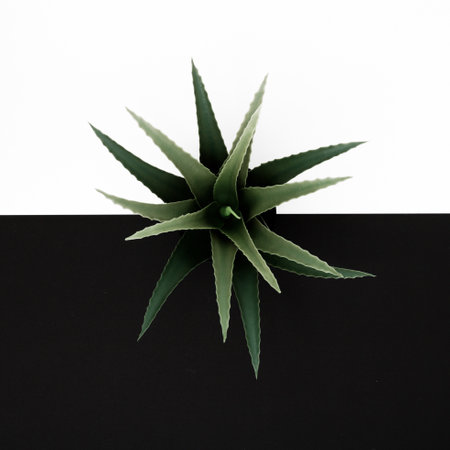 Minimal style. Minimalist fashion photography. A small plant in a pot on the table. Top view. Flat layの写真素材