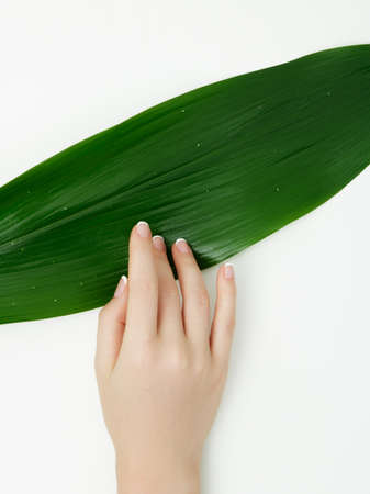 Beautiful delicate hands with manicure and green leaves, closeup isolated on white. Photo of a female hand at spa salon on manicure. Professional French manicure.の写真素材