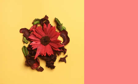 Simple flower on pastel backgroundの写真素材