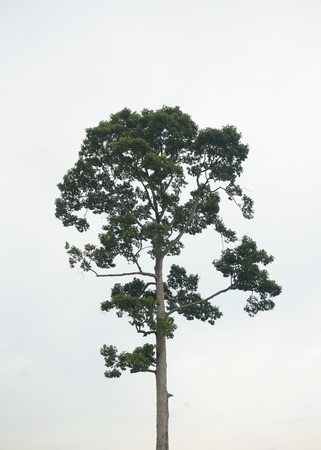 The big tree with grey blackgroundの写真素材