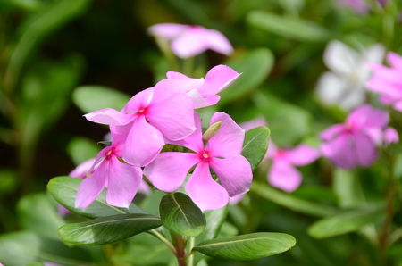 flowers vinca periwinkle blossom plant natureの写真素材