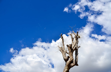 dead tree on sky blue nature clouds backgroundの写真素材
