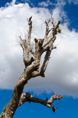 dead tree on sky blue nature clouds backgroundの写真素材
