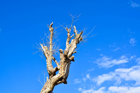 dead tree on sky blue nature clouds backgroundの写真素材