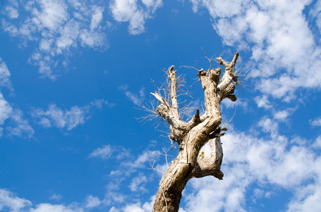 dead tree on sky blue nature clouds backgroundの写真素材