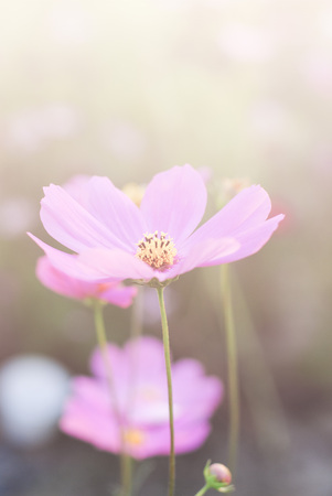 cosmos flowers vintage tone background wallpaperの写真素材