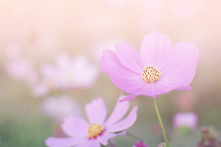 cosmos flowers vintage tone background wallpaperの写真素材