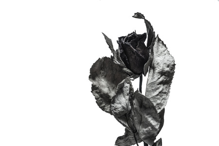 Black and white roseの写真素材