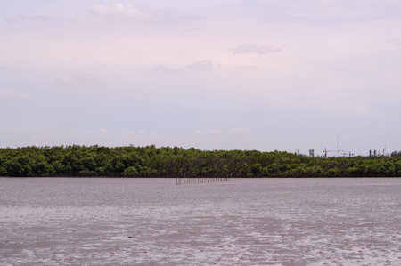 mangrove forest and sea with skyの写真素材