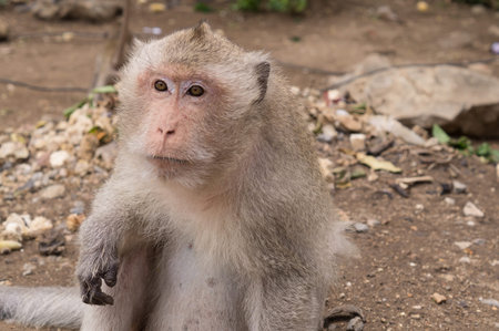 cute baby monkey in thailand