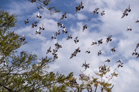 soft focus of pigeon flock are flying on blue skyの写真素材