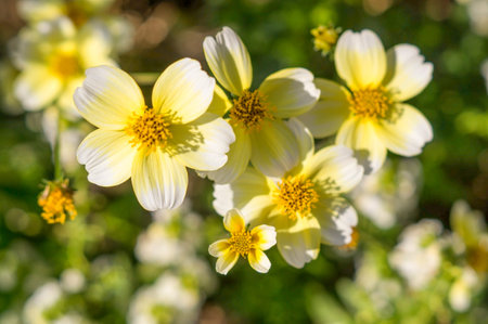 Soft focus of yellow flower in strong light.の写真素材