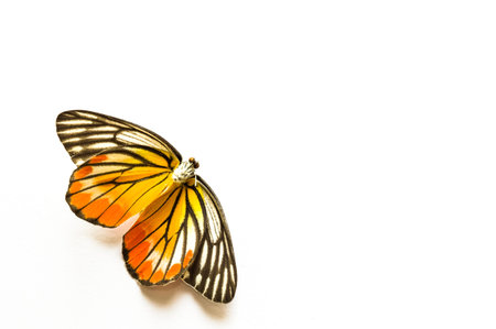 Colorful butterfly on white backgroundの写真素材