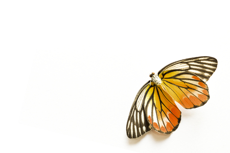 Butterfly on right side of white background.の写真素材