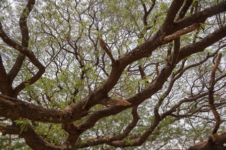 Branch of big mimosa for background.