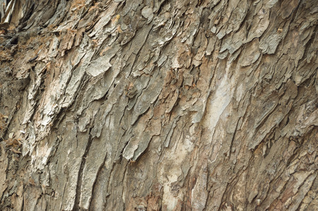 Abtract texture of wood of big tree.の写真素材