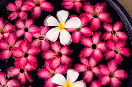 White plumeria between pink flower on water.