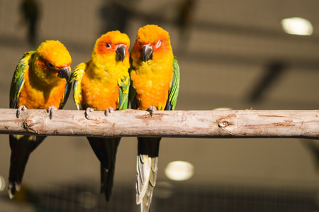 Three cute parrots on branch.の写真素材