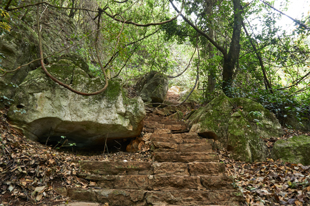 Staircase stone to peak of mountain between forestの写真素材