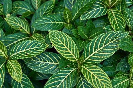 Many cream stacked on green leaves are overlap for backgroundの写真素材
