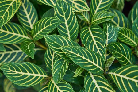 Many cream stacked on green leaves are overlap for backgroundの写真素材