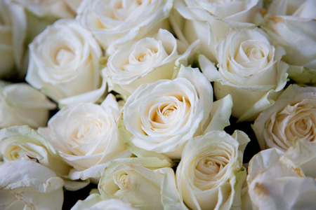 White roses background. Isolated flowersの写真素材