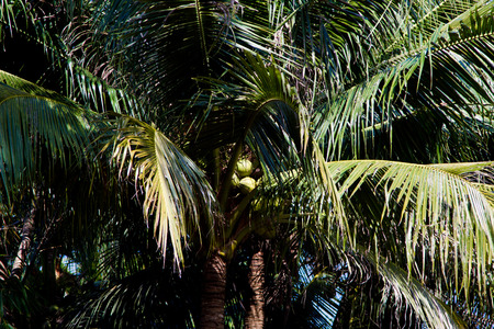 Coconuts at coconut palm in tropical jungleの写真素材