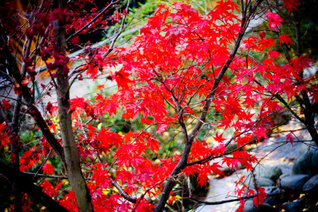 Red leafs on a tree at autumn