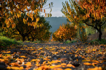 Autumn peach garden with fallen leaves on the ground.の写真素材