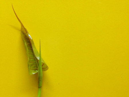 Green bothi leaves isolated on yellow background.の写真素材