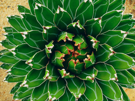 Cactus Victoria's Agave Plant seen from above ( Agave victoria-reginae )の写真素材