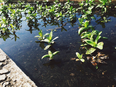 Agriculture by nursery plants growing on soil ane water. Close up green seedling.の写真素材