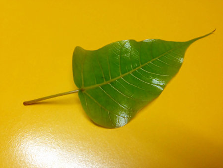 Green bothi leaves isolated on yellow background.の写真素材