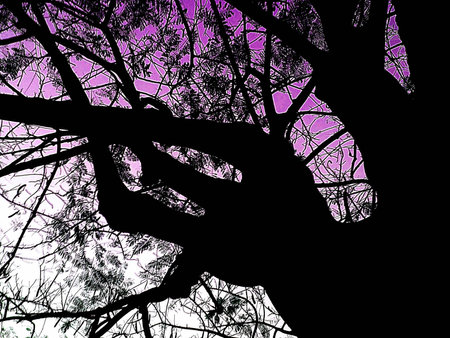 Dark silhouettes of trees against color sky background.