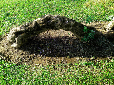 The root of the tree grows above the lawn.の写真素材