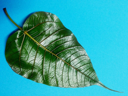 Green bothi leaves isolated on blue background.の写真素材