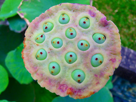 Beautiful lotus seed pod and among green leaves on bright sunlight.の写真素材