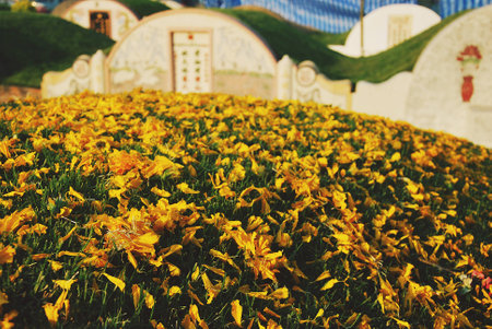 Chrysanthemum, Dendranthemum grandifflora, Yellow flower petals were scattered on the green lawn front mausoleum.の写真素材