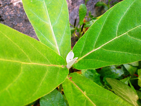 Beautiful Purple Crown Flower, Giant Indian Milkweed, Gigantic Swallowwort, Calotropis Giganteaの写真素材