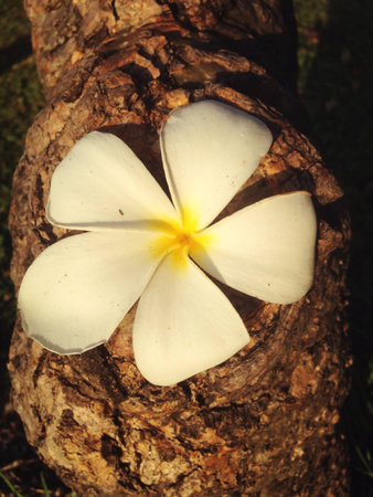 White and yellow plumeria flowers on a tree and grass.の写真素材