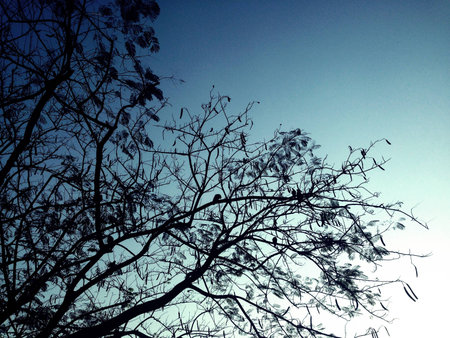 Beautiful trees green birch leaves shining in the sun on blue sky background